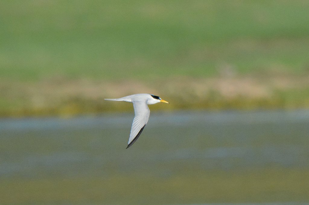 Tern, Least, 2016-06011567 Parker River NWR, MA.JPG - Least Tern. Parker River National Wildlife Refuge, MA, 6-1-2016